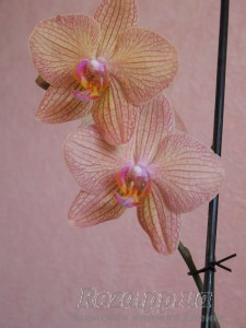 Цветы орхидеи 