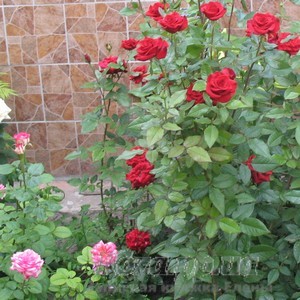 Выращиваем розы на своем приусадебном участке